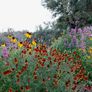 (C) Prairie Coneflower Mexican Hat seeds 0,2g (432035) Image 2
