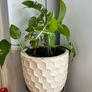 Pothos with pot Image 3