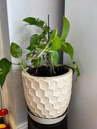 Pothos with pot