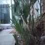 Chamaerops Excelsa - Trachycarpus fortunei wagnerianus Image 6