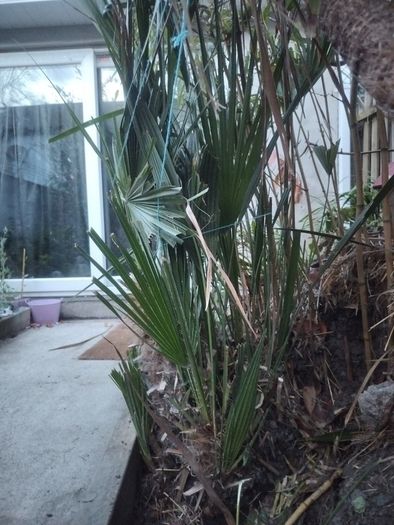 Chamaerops Excelsa - Trachycarpus fortunei wagnerianus