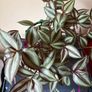 Tradescantia Image 3