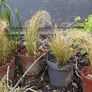 Evergreen grass - Carex "frosted curls" Image 2