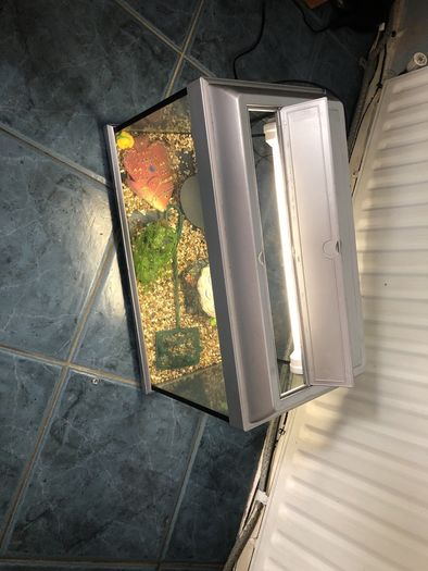 Fish T