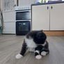 Kittens Looking Loving Home Image 10