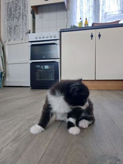 Kittens Looking Loving Home