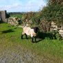 PBR Suffolk second crop Ram SIS approved Image 3