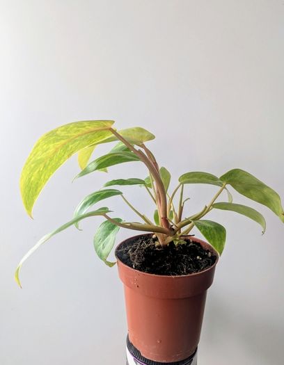 Philodendron Painted Lady Plant