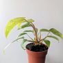 Philodendron Painted Lady Plant Image 6