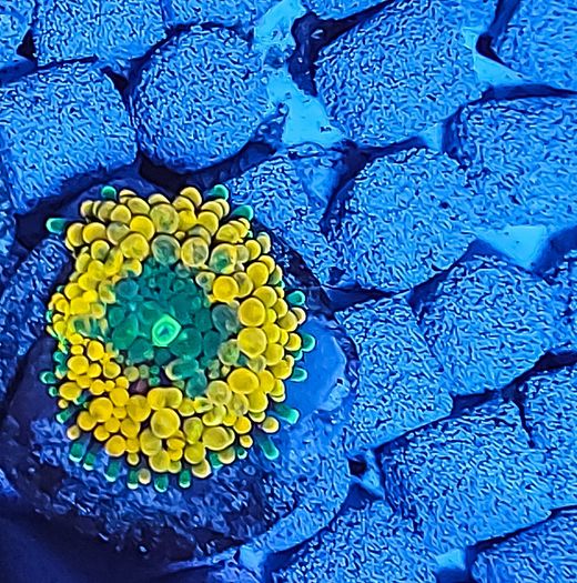 Ricordea Florida