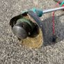 Bosch Electric Garden Strimmer Image 2
