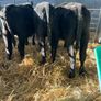 Aa Bulls Weanlings Image 2