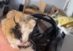 baby guinea