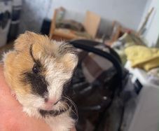 baby guinea