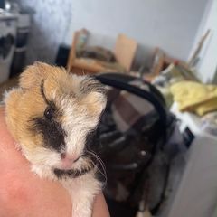 baby guinea
