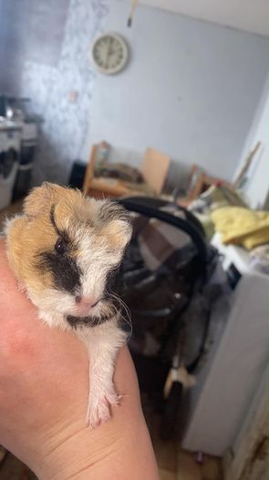 baby guinea