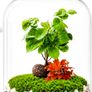 Plant Terrarium kit Image 4