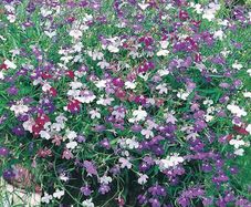 (L) Lobelia Cascade Mixed seeds 0.1g (approx. 3000 seeds) (415021)