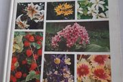 vintage new book flowers for everywhere 1974