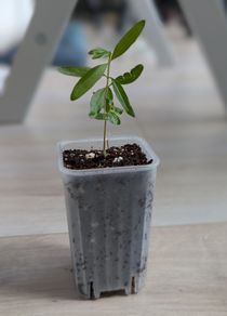 Pomegranate tree seedling (no pot)