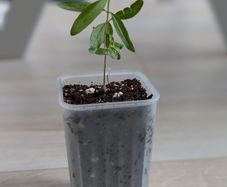 Pomegranate tree seedling (no pot)