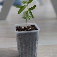 Pomegranate tree seedling (no pot)