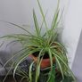 Jade (Money plants) Image 4