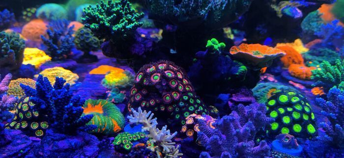 Zoas Frag Stand / Zoas Garden