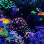 Zoas Frag Stand / Zoas Garden Image 6