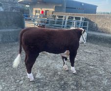 Beef Cattle