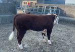 Beef Cattle