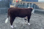 Beef Cattle