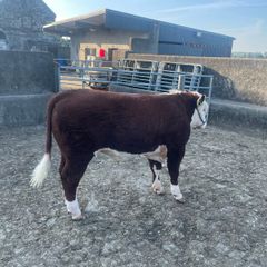 Beef Cattle