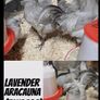 Purebred day olds chicks Image 5