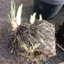 plant Image 3