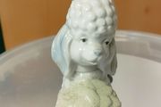 Poodle