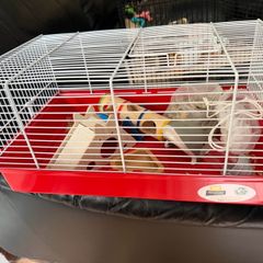 Hamster cage