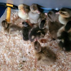 Ducklings