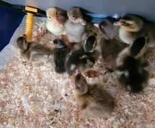 Ducklings