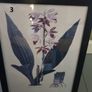 Various botanical Pictures Image 3