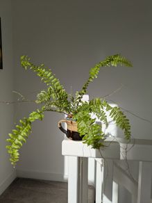 Fern in small pot
