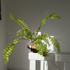 Fern in small pot