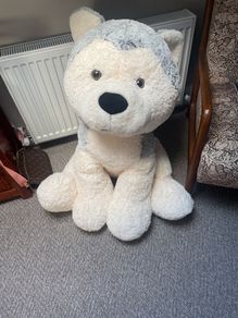 big dog teddy