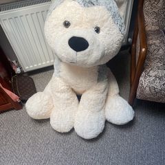 big dog teddy