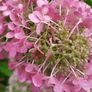Mature Hydrangea Plant in a Pot Image 10