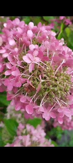 Mature Hydrangea Plant in a Pot