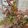 Japanese maple plant Image 2