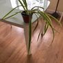 Spider plant Image 2