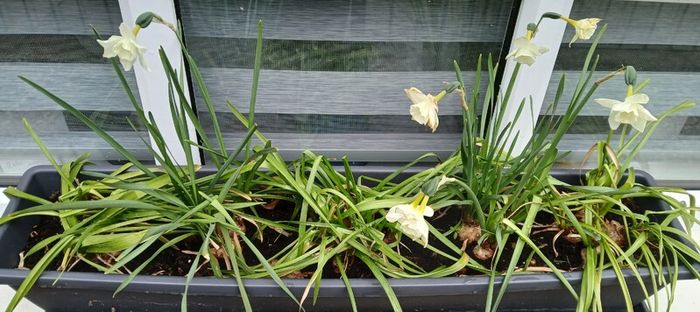 5 x daffodil plants
