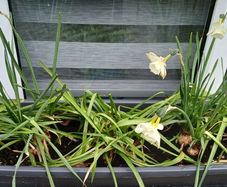 5 x daffodil plants